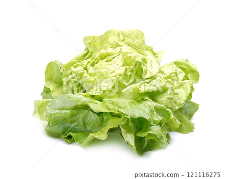 Lettuce Lettuce 121116275