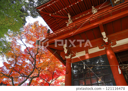 [Matsudo City, Chiba Prefecture] The Niomon Gate and autumn leaves of Hontokuji Temple 121116478