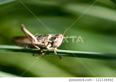 巴坦加粳稻 121116492