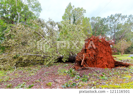 Large tree has been uprooted, exposing its roots disrupting landscape in residential area after severe storm swept through region 121116501