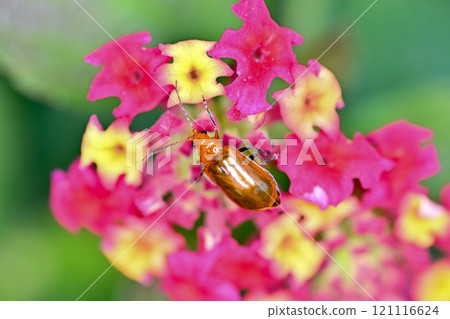 馬纓丹花上的捲曲甲蟲 121116624