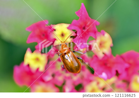 馬纓丹花上的捲曲甲蟲 馬纓丹花上的捲曲甲蟲 121116625