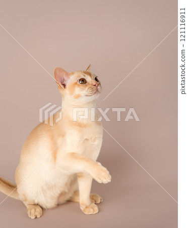 Adorable cream Burmese kitten full length. Adorable cream Burmese kitten full length. 121116911