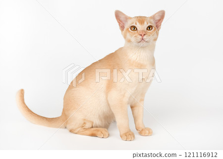 Adorable cream Burmese kitten full length. Adorable cream Burmese kitten full length. 121116912