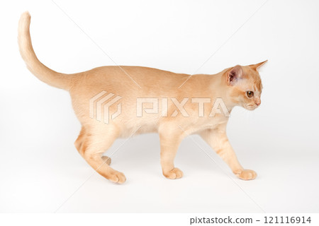Adorable cream Burmese kitten full length. 121116914