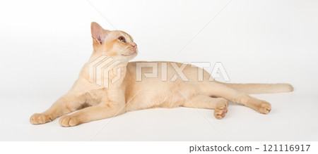 Adorable cream Burmese kitten full length. 121116917