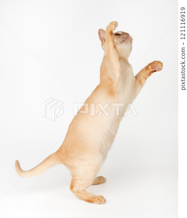 Adorable cream Burmese kitten full length. 121116919