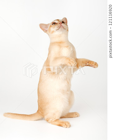 Adorable cream Burmese kitten full length. Adorable cream Burmese kitten full length. 121116920