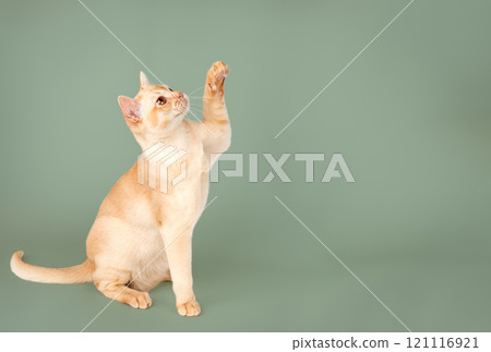 Adorable cream Burmese kitten full length. Adorable cream Burmese kitten full length. 121116921