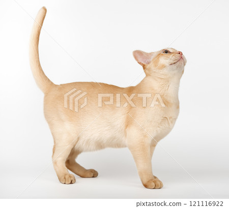 Adorable cream Burmese kitten full length. Adorable cream Burmese kitten full length. 121116922