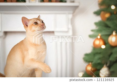 Adorable cream kitten of Burmese cat. Cat on festive New Year background. Adorable cream kitten of Burmese cat. Cat on festive New Year background. 121116925