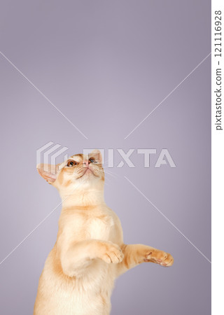 Adorable cream kitten of Burmese cat. Adorable cream kitten of Burmese cat. 121116928