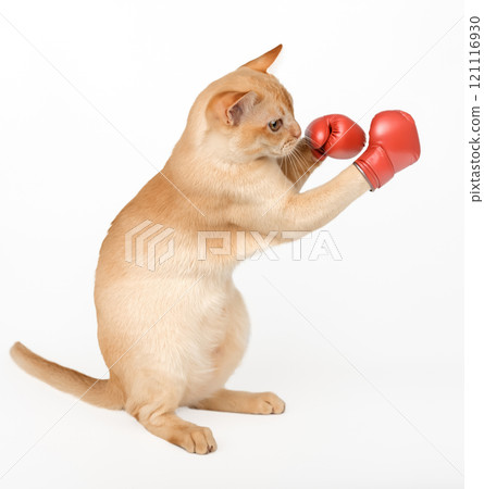 Cat - boxer in red boxing gloves. Cat - boxer in red boxing gloves. 121116930