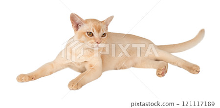 Adorable cream Burmese kitten full length. Adorable cream Burmese kitten full length. 121117189