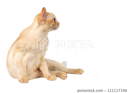 Adorable cream Burmese kitten full length. Adorable cream Burmese kitten full length. 121117198