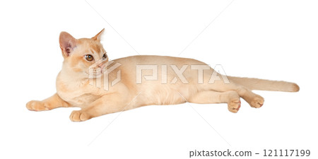 Adorable cream Burmese kitten full length. 121117199