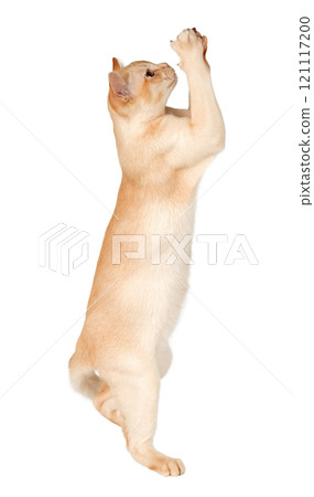 Adorable cream Burmese kitten full length. Adorable cream Burmese kitten full length. 121117200