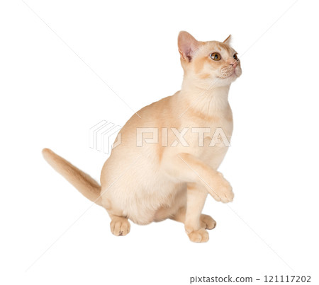Adorable cream Burmese kitten full length. 121117202