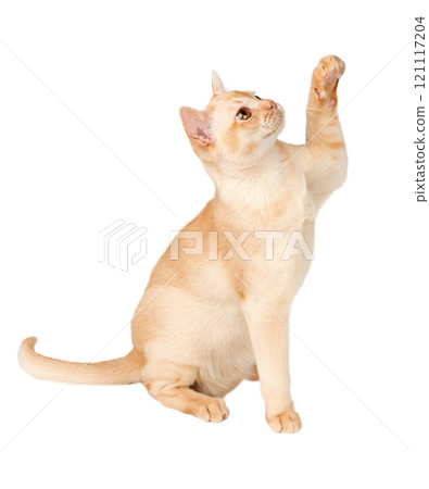 Cream Burmese cat with raised paw. 121117204