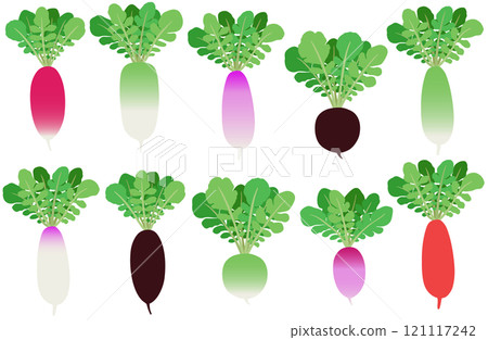 插畫素材:Daikon、彩色蘿蔔套裝 插畫素材:Daikon、彩色蘿蔔套裝 121117242