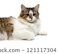 Fluffy cat on a white background 121117304