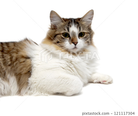 Fluffy cat on a white background Fluffy cat on a white background 121117304