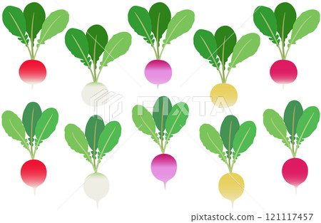 Illustration material: Radish A set of colorful radishes Illustration material: Radish A set of colorful radishes 121117457