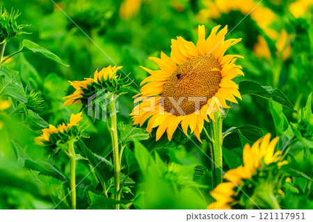 Bright yellow sunflower in full bloom with green leaves background Bright yellow sunflower in full bloom with green leaves background 121117951