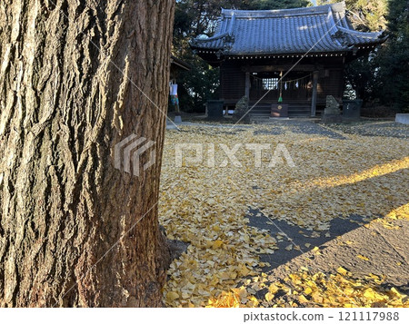Ginkgo fallen leaves 121117988