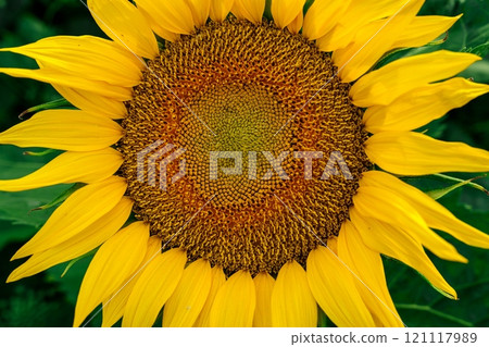 Bright yellow sunflower in full bloom with a dark green background. 121117989