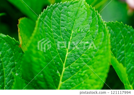 Close-Up of a Fresh Green Leaf with Water Drops, Showcasing Nature s Beauty and Texture. 121117994