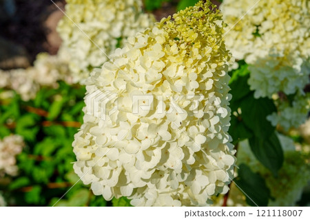 Beautiful Close-up of White Hydrangea Flower Blooming in Brugge, Belgium Surrounded by Greenery 121118007