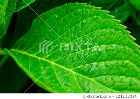 Fresh green leaf with raindrops, isolated on a white background. Fresh green leaf with raindrops, isolated on a white background. 121118014