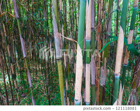 吉田茂故居竹林（神奈川縣大磯町） 121118081