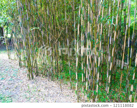 Bamboo grove at the former residence of Shigeru Yoshida (Oiso Town, Kanagawa Prefecture) 121118082