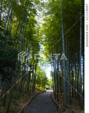 吉田茂故居竹林(神奈川縣大磯町) 吉田茂故居竹林(神奈川縣大磯町) 121118087