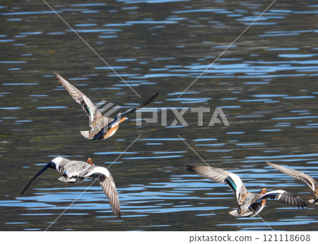 A Wigeon flying near the water surface A Wigeon flying near the water surface 121118608