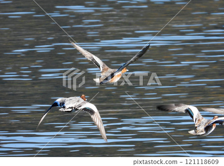 A Wigeon flying near the water surface A Wigeon flying near the water surface 121118609