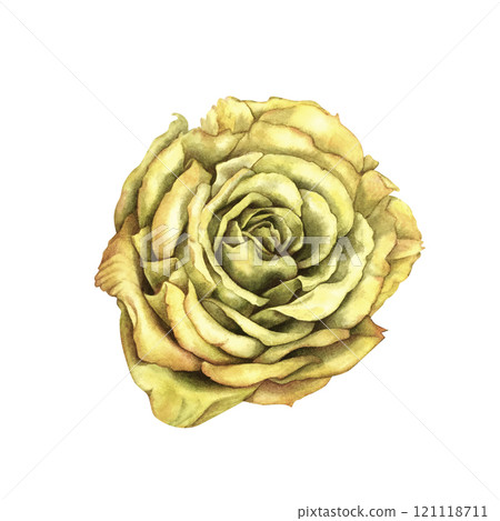 Yellow rose isolated on white background. Beautiful watercolor illustration template for wedding, birthday, mother's day, gift, wallpaper, stickers, scrapbooking Yellow rose isolated on white background. Beautiful watercolor illustration template for wedding, birthday, mother's day, gift, wallpaper, stickers, scrapbooking 121118711