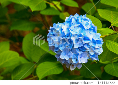 夏天的意象～藍色的繡球花 121118722
