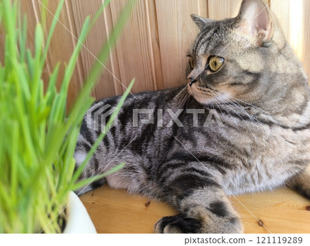 Scottish straight-eared grey striped cat. High quality photos Scottish straight-eared grey striped cat. High quality photos 121119289