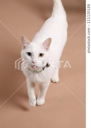 Cat in Studio Cat in Studio 121120189