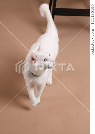Cat in Studio Cat in Studio 121120190