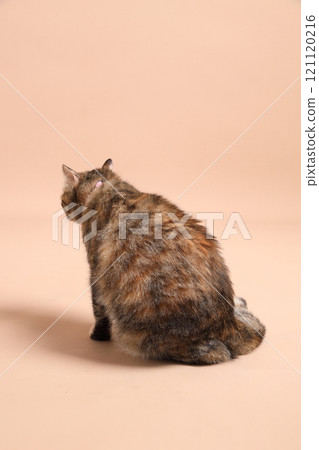 Cat in Studio 121120216