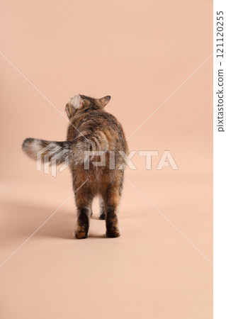 Cat in Studio Cat in Studio 121120255