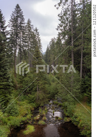 Forest stream with tall trees Forest stream with tall trees 121120502