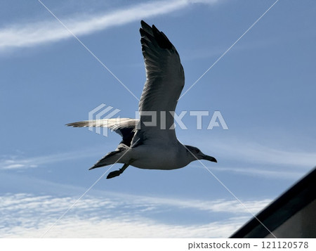 Black Tailed Gull 121120578