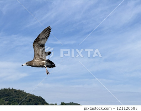 Black Tailed Gull 121120595