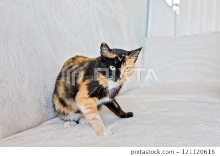 Funny young multi colour cat sitting on comfortable sofa at home 121120618