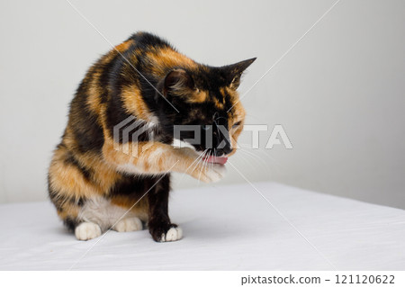 Cute cat grooming its paw on white background 121120622